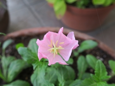 （写真）月見草、朝7時半頃