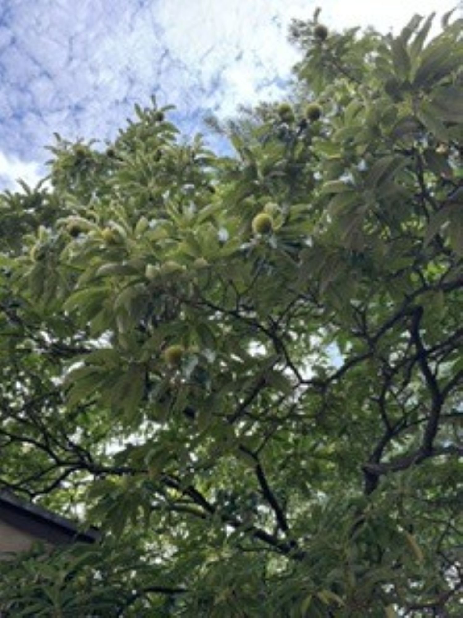 栗の木