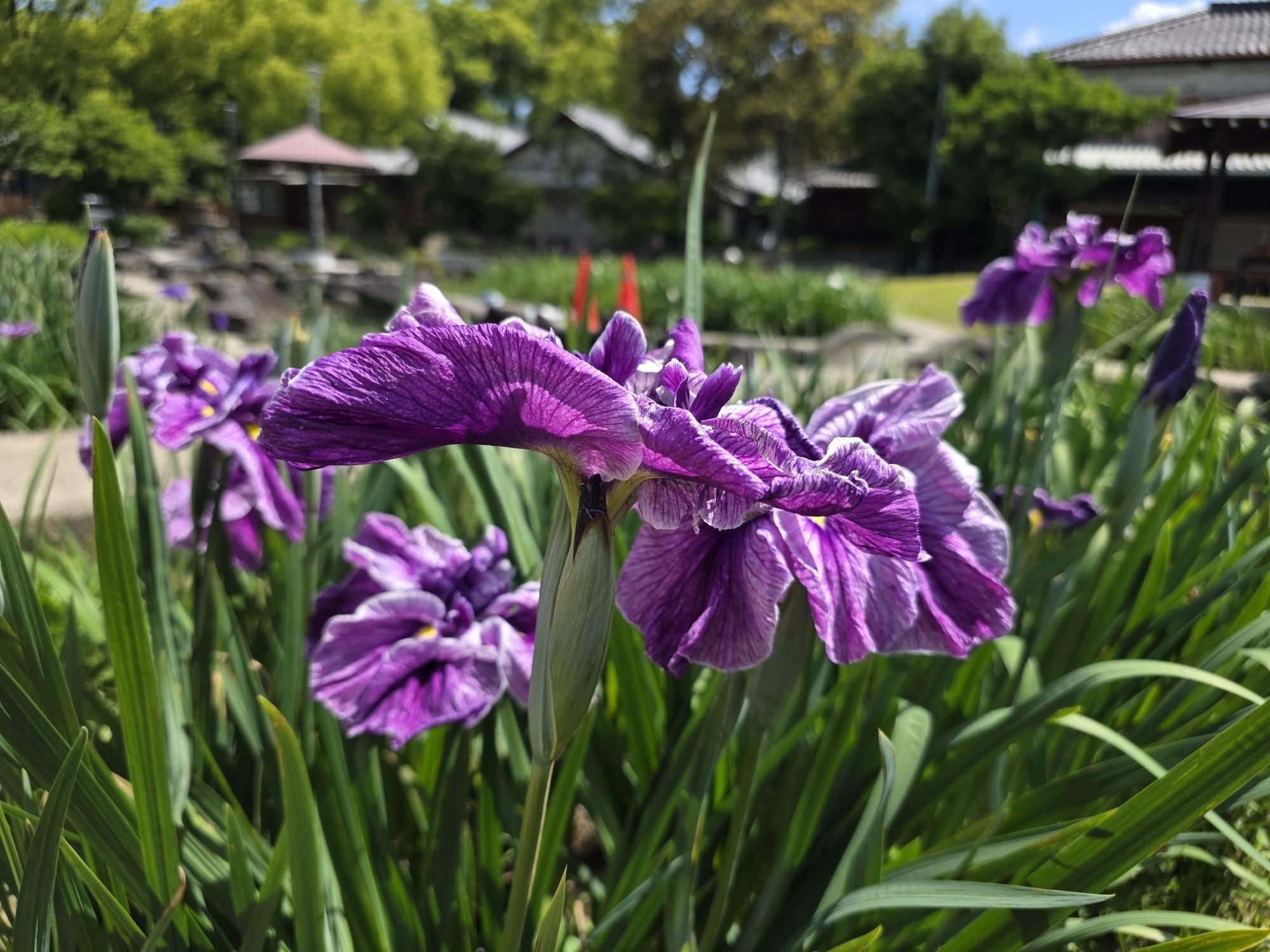 花菖蒲