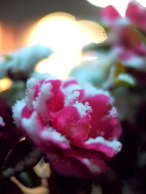 （写真）初雪の山茶花