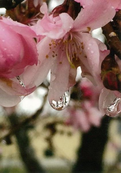 （写真）ひがん桜