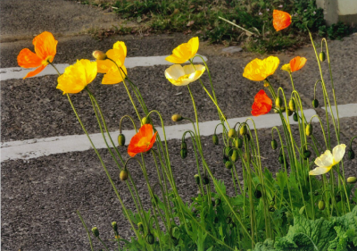 （写真）ひなげし（アイランドポピー）