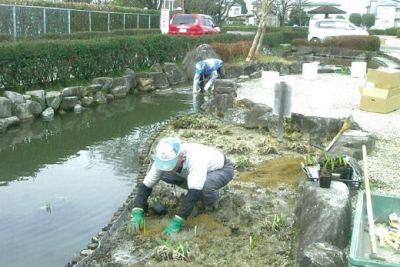 （写真）かきつばた苗の補植