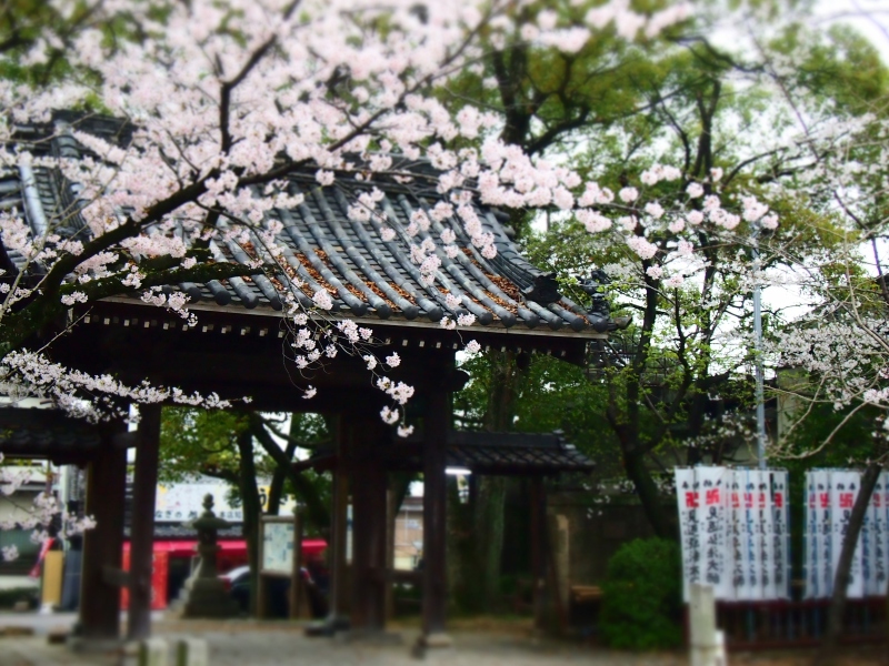 （写真）弘法さんの桜
