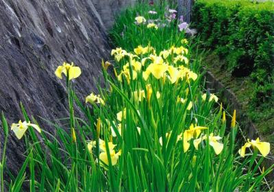 （写真）花しょうぶ