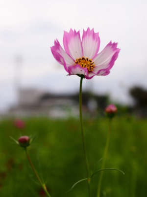 （写真）コスモス