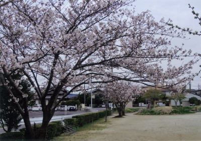 （写真）桜