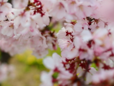 （写真）桜