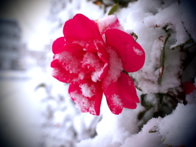 （写真）山茶花