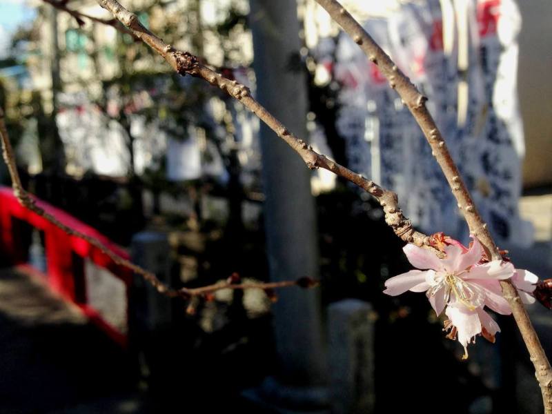 （写真）見返弘法の四季桜
