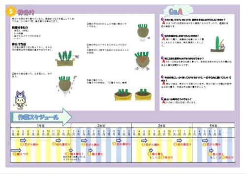 （画像）「家庭でかきつばたを育てよう！」裏