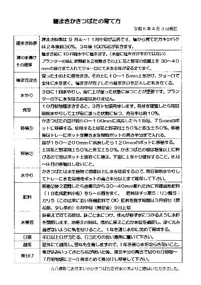種まきかきつばたの育て方