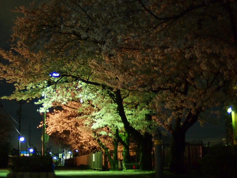 （写真）知立の夜桜