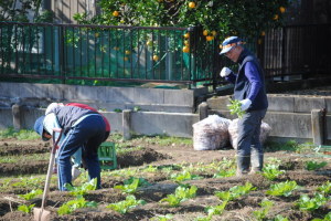 もやいこ農園11月10日1